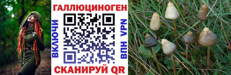 Псилоцибиновые грибы Psilocybe  ссылка на мегу как зайти  Щёкино 